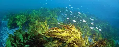 Australia’s Great Southern Reef kelp Australia’s Great Southern Reef kelp